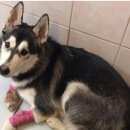 Подробнее об объявлении «Пропала собака Санкт-Петербург» Фото: пропала собака  «Пропала собака Санкт-Петербург» в г. Санкт-Петербург