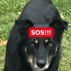 Подробнее об объявлении «Королев Пропала собака кобель» Фото: пропала собака  «Королев Пропала собака кобель» в г. Королев