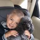 Подробнее об объявлении «Пропала собака кобель карликовый пудель Новосибирск» Фото: пропала собака Пудель «Пропала собака кобель карликовый пудель...» в г. Новосибирск