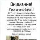 Подробнее об объявлении «Волгодонск Пропала собака» Фото: пропала собака Курцхаар «Волгодонск Пропала собака» в г. Волгодонск