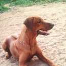 Подробнее об объявлении «Балашиха Пропала собака» Фото: пропала собака Родезийский риджбек «Балашиха Пропала собака» в г. Балашиха