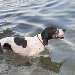 Подробнее об объявлении «Пропала собака английский пойнтер Нижний Новгород» Фото: пропала собака  «Пропала собака английский пойнтер Нижний Новгород» в г. Нижний Новгород