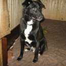 Подробнее об объявлении «Пропала собака кобель Ломоносов» Фото: пропала собака  «Пропала собака кобель Ломоносов» в г. Ломоносов