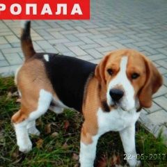 Подробнее об объявлении «Пропала собака кобель Нижний Новгород» Фото: пропала собака Бигль «Пропала собака кобель Нижний Новгород» в г. Нижний Новгород