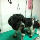 Подробнее об объявлении «Пропала собака кобель в районе ул. балаклавская Симферополь» Фото: пропала собака Тибетский терьер «Пропала собака кобель в районе ул. балаклавская...» в г. Симферополь