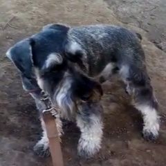 Подробнее об объявлении «Иркутск Пропала собака кобель содружество маркова» Фото: пропала собака Цвергшнауцер «Иркутск Пропала собака кобель содружество маркова» в г. Иркутск