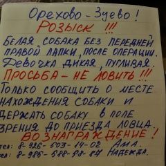 Подробнее об объявлении «Пропала собака мила Орехово-Зуево» Фото: пропала собака  «Пропала собака мила Орехово-Зуево» в г. Орехово-Зуево