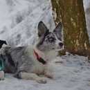 Подробнее об объявлении «Котельники Пропала собака» Фото: пропала собака Бордер колли «Котельники Пропала собака» в г. Котельники