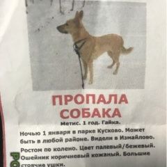 Подробнее об объявлении «Пропала собака Москва» Фото: пропала собака  «Пропала собака Москва» в г. Москва