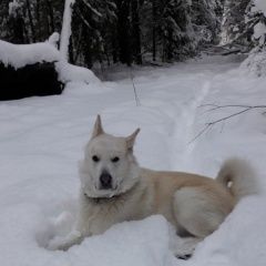 Подробнее об объявлении «Пропала собака кобель Егорьевск» Фото: пропала собака Западно-сибирская лайка «Пропала собака кобель Егорьевск» в г. Егорьевск