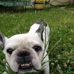 Подробнее об объявлении «Пропала собака кобель Санкт-Петербург» Фото: пропала собака Французский бульдог «Пропала собака кобель Санкт-Петербург» в г. Санкт-Петербург