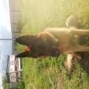 Подробнее об объявлении «Пропала собака кобель Нижний Новгород» Фото: пропала собака Немецкая овчарка «Пропала собака кобель Нижний Новгород» в г. Нижний Новгород