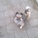 Подробнее об объявлении «Дзержинск Пропала собака шпиц» Фото: пропала собака Померанский шпиц «Дзержинск Пропала собака шпиц» в г. Дзержинск