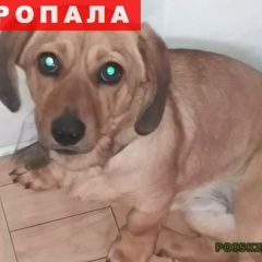 Подробнее об объявлении «Пропала собака такса Таганрог» Фото: пропала собака Такса «Пропала собака такса Таганрог» в г. Таганрог