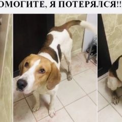 Подробнее об объявлении «Пропала собака кобель русская-пегая гончая Тверь» Фото: пропала собака Гончая «Пропала собака кобель русская-пегая гончая Тверь» в г. Тверь