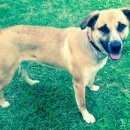 Подробнее об объявлении «Пропала собака кобель, кобель, рыжий, дворняга Орехово-Зуево» Фото: пропала собака  «Пропала собака кобель, кобель, рыжий, дворняга...» в г. Орехово-Зуево