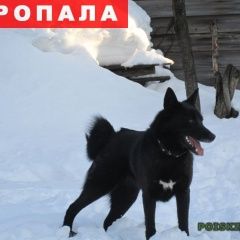 Подробнее об объявлении «Пропала собака черная лайка Нижний Новгород» Фото: пропала собака Западно-сибирская лайка «Пропала собака черная лайка Нижний Новгород» в г. Нижний Новгород