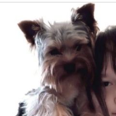 Подробнее об объявлении «Пропала собака кобель Симферополь» Фото: пропала собака Йоркширский терьер «Пропала собака кобель Симферополь» в г. Симферополь