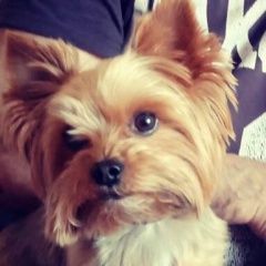 Подробнее об объявлении «Челябинск Пропала собака кобель йоркширский терьер» Фото: пропала собака Йоркширский терьер «Челябинск Пропала собака кобель йоркширский терьер» в г. Челябинск