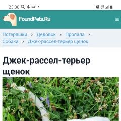 Подробнее об объявлении «Нахабино Пропала собака кобель джек-рассел-терьер щенок» Фото: пропала собака Джек рассел терьер «Нахабино Пропала собака кобель...» в г. Нахабино