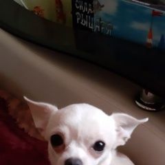Подробнее об объявлении «Пропала собака Самара» Фото: пропала собака Чихуахуа «Пропала собака Самара» в г. Самара