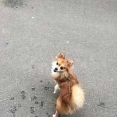 Подробнее об объявлении «Пропала собака кобель Санкт-Петербург» Фото: пропала собака  «Пропала собака кобель Санкт-Петербург» в г. Санкт-Петербург