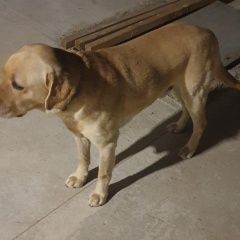 Подробнее об объявлении «Пропала собака кобель лабрадор Симферополь» Фото: пропала собака Лабрадор ретривер «Пропала собака кобель лабрадор Симферополь» в г. Симферополь