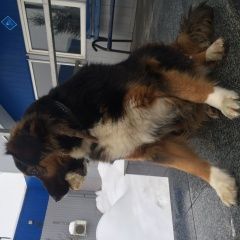 Подробнее об объявлении «Подольск Пропала собака» Фото: пропала собака  «Подольск Пропала собака» в г. Подольск