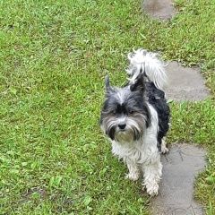 Подробнее об объявлении «Конаково Пропала собака кобель мошковский залив» Фото: пропала собака Йоркширский терьер «Конаково Пропала собака кобель мошковский залив» в г. Конаково