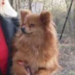 Подробнее об объявлении «Электроугли Пропала собака шпиц» Фото: пропала собака Померанский шпиц «Электроугли Пропала собака шпиц» в г. Электроугли