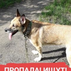 Подробнее об объявлении «Красноярск Пропала собака» Фото: пропала собака  «Красноярск Пропала собака» в г. Красноярск