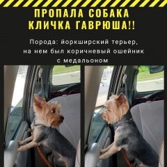 Подробнее об объявлении «Челябинск Пропала собака кобель» Фото: пропала собака Йоркширский терьер «Челябинск Пропала собака кобель» в г. Челябинск