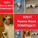 Подробнее об объявлении «Пропала собака кобель джек рассел терьер Чехов» Фото: пропала собака Джек рассел терьер «Пропала собака кобель джек рассел терьер Чехов» в г. Чехов