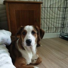 Подробнее об объявлении «Пропала собака щенок 5 месяцев Санкт-Петербург» Фото: пропала собака  «Пропала собака щенок 5 месяцев Санкт-Петербург» в г. Санкт-Петербург