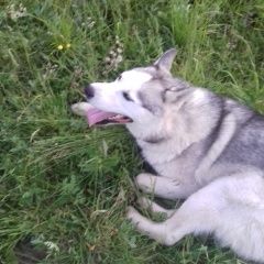 Подробнее об объявлении «Пропала собака кобель потерялась хаски Екатеринбург» Фото: пропала собака Сибирская хаски «Пропала собака кобель потерялась хаски...» в г. Екатеринбург