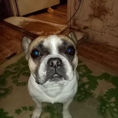 Подробнее об объявлении «Анапа Пропала собака кобель французский бульдог» Фото: пропала собака Французский бульдог «Анапа Пропала собака кобель французский бульдог» в г. Анапа