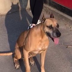 Подробнее об объявлении «Пропала собака, стафтерьер Санкт-Петербург» Фото: пропала собака Американский стаффордширский терьер «Пропала собака, стафтерьер Санкт-Петербург» в г. Санкт-Петербург
