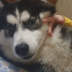 Подробнее об объявлении «Пропала собака хаска в районе улице штабной Ломоносов» Фото: пропала собака Сибирская хаски «Пропала собака хаска в районе улице штабной...» в г. Ломоносов