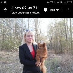 Подробнее об объявлении «Электроугли Пропала собака породы шпиц» Фото: пропала собака Померанский шпиц «Электроугли Пропала собака породы шпиц» в г. Электроугли