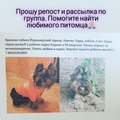 Подробнее об объявлении «Ангарск Пропала собака кобель» Фото: пропала собака Йоркширский терьер «Ангарск Пропала собака кобель» в г. Ангарск