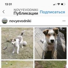 Подробнее об объявлении «Пропала собака кобель крупный щенок Долгопрудный» Фото: пропала собака  «Пропала собака кобель крупный щенок Долгопрудный» в г. Долгопрудный