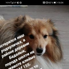 Подробнее об объявлении «Красноярск Пропала собака кобель» Фото: пропала собака Шелти «Красноярск Пропала собака кобель» в г. Красноярск
