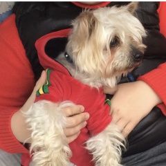 Подробнее об объявлении «Пропала собака кобель йоркширский терьер Дмитров» Фото: пропала собака Йоркширский терьер «Пропала собака кобель йоркширский терьер Дмитров» в г. Дмитров