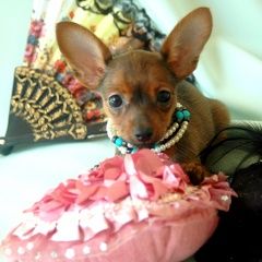 Подробнее об объявлении «Пропала собака девочка русского тоя окрас красный Санкт-Петербург» Фото: пропала собака Русский той-терьер «Пропала собака девочка русского тоя окрас...» в г. Санкт-Петербург