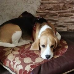 Подробнее об объявлении «Пропала собака девочка бигль Хабаровск» Фото: пропала собака Бигль «Пропала собака девочка бигль Хабаровск» в г. Хабаровск