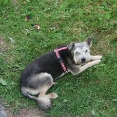 Подробнее об объявлении «Пропала собака Можайск» Фото: пропала собака  «Пропала собака Можайск» в г. Можайск