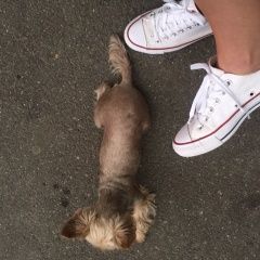 Подробнее об объявлении «Пропала собака белль Санкт-Петербург» Фото: пропала собака Йоркширский терьер «Пропала собака белль Санкт-Петербург» в г. Санкт-Петербург