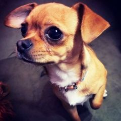 Подробнее об объявлении «Анапа Пропала собака кобель чихуахуа» Фото: пропала собака Чихуахуа «Анапа Пропала собака кобель чихуахуа» в г. Анапа