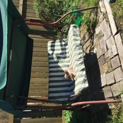 Подробнее об объявлении «Пропала собака Санкт-Петербург» Фото: пропала собака Йоркширский терьер «Пропала собака Санкт-Петербург» в г. Санкт-Петербург