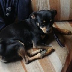 Подробнее об объявлении «Анапа Пропала собака кобель нижняя гостагайка. сот. строитель» Фото: пропала собака Той-терьер «Анапа Пропала собака кобель нижняя гостагайка....» в г. Анапа